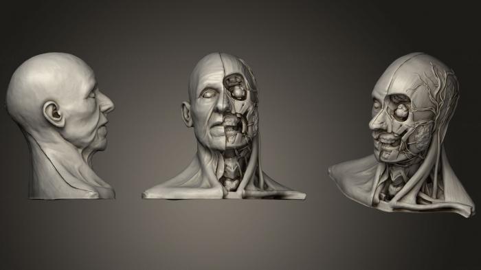 Anatomy of skeletons and skulls (ANTM_1022) 3D model for CNC machine